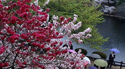 一本の桜から真っ赤な花とうすピンクの花が