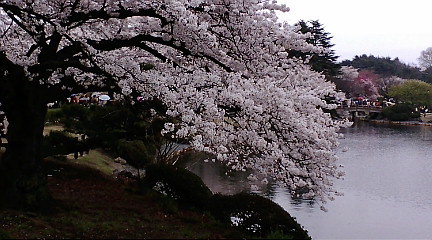 日本庭園の池にしなだるソメイヨシノ