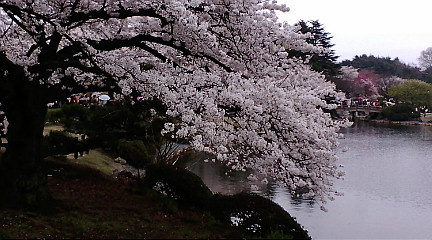 日本庭園の池にしなだるソメイヨシノ