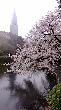 日本庭園から代々木のドコモタワーを望む